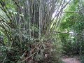 24. bambus